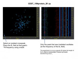 CEST_15N_protein_3